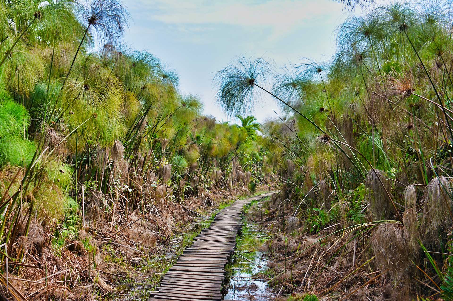 Bigodi Swamps