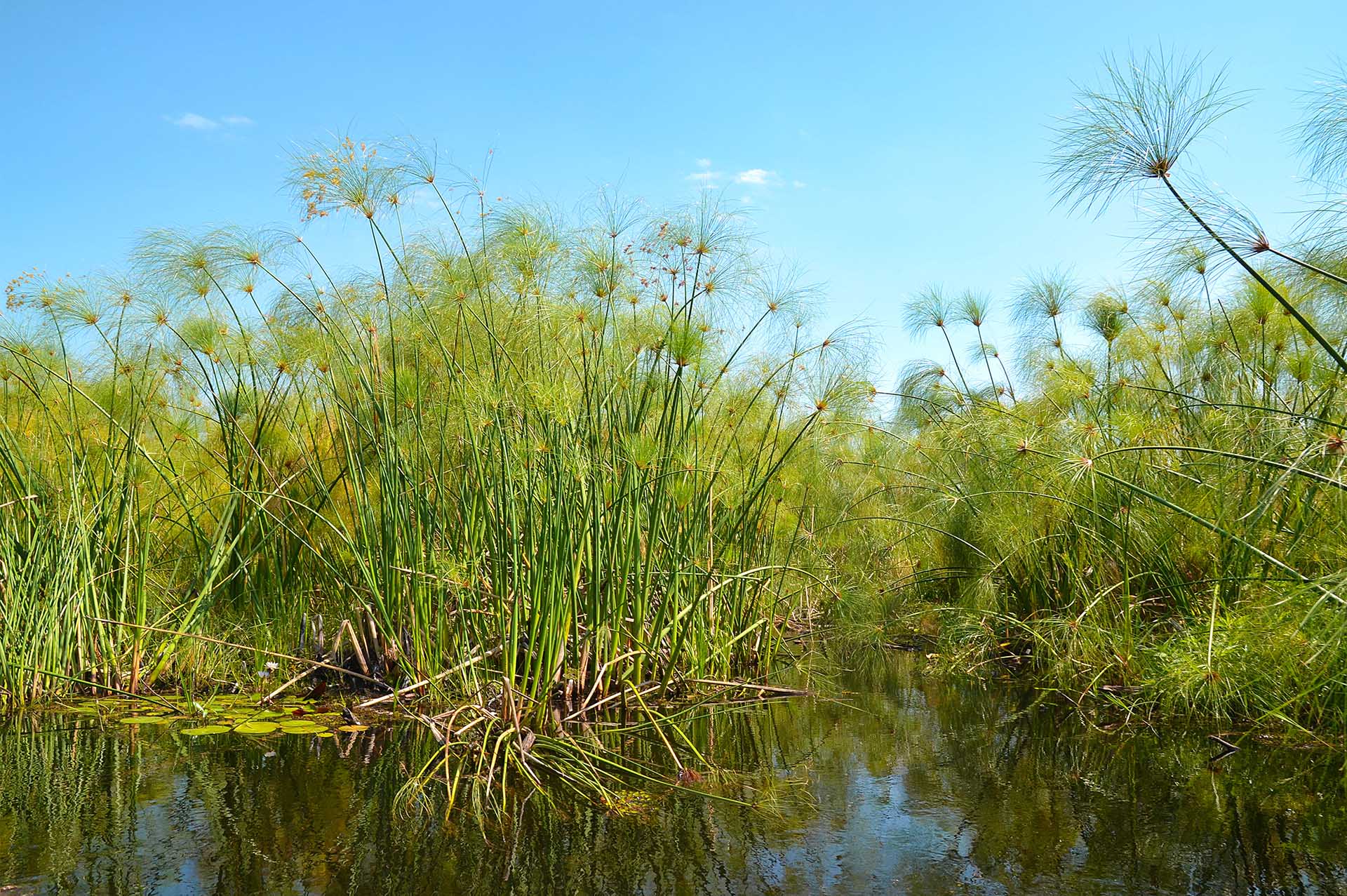 Bigodi Swamps