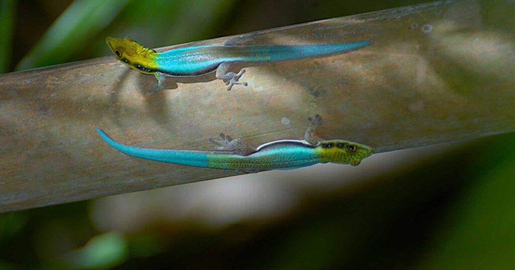 Jewels of the bamboo forest I