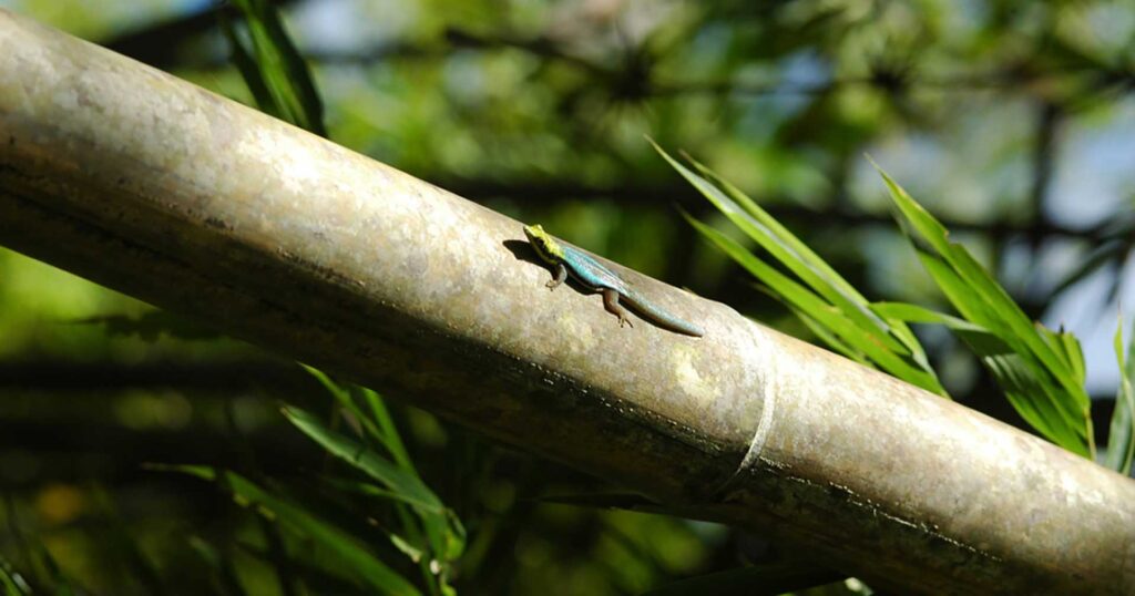 Jewels of the bamboo forest II