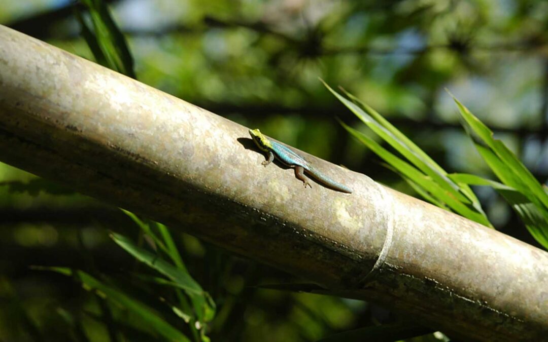 Jewels of the bamboo forest II