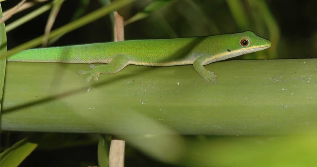Discovery of a new Gecko