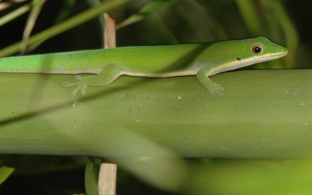 Discovery of a new Gecko