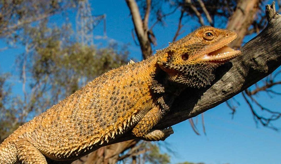 Why do I need a thermostat?