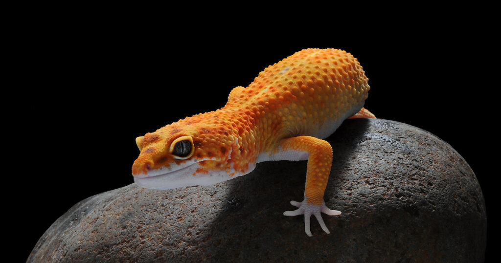 The Myth of Nocturnal Creatures and UVB Light