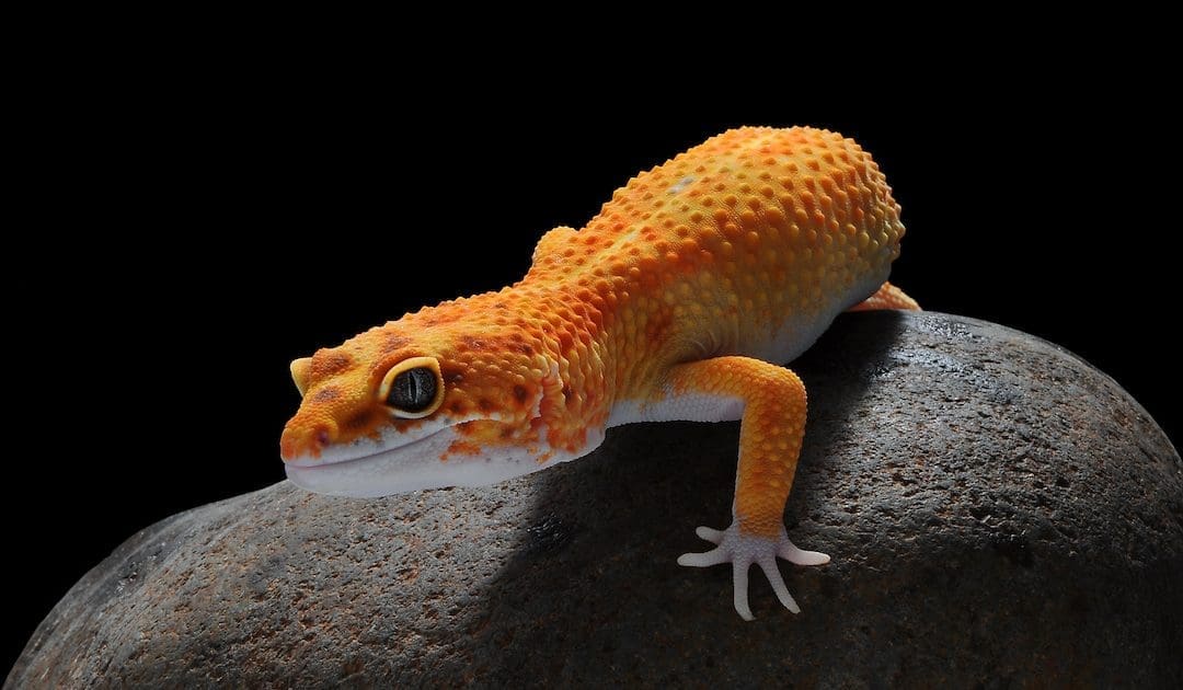 The Myth of Nocturnal Creatures and UVB Light