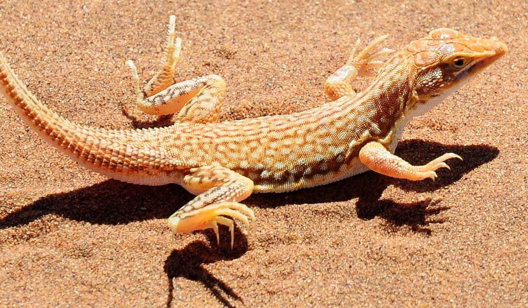 What is thermoregulation?