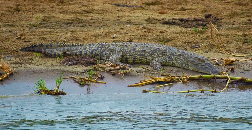 Journey through Queen Elisabeth NP