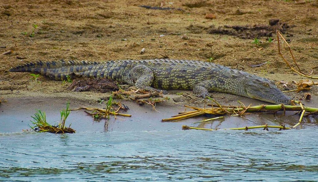 Journey through Queen Elisabeth NP