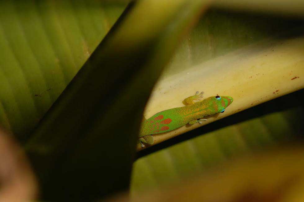 Jewels of the bamboo forest III