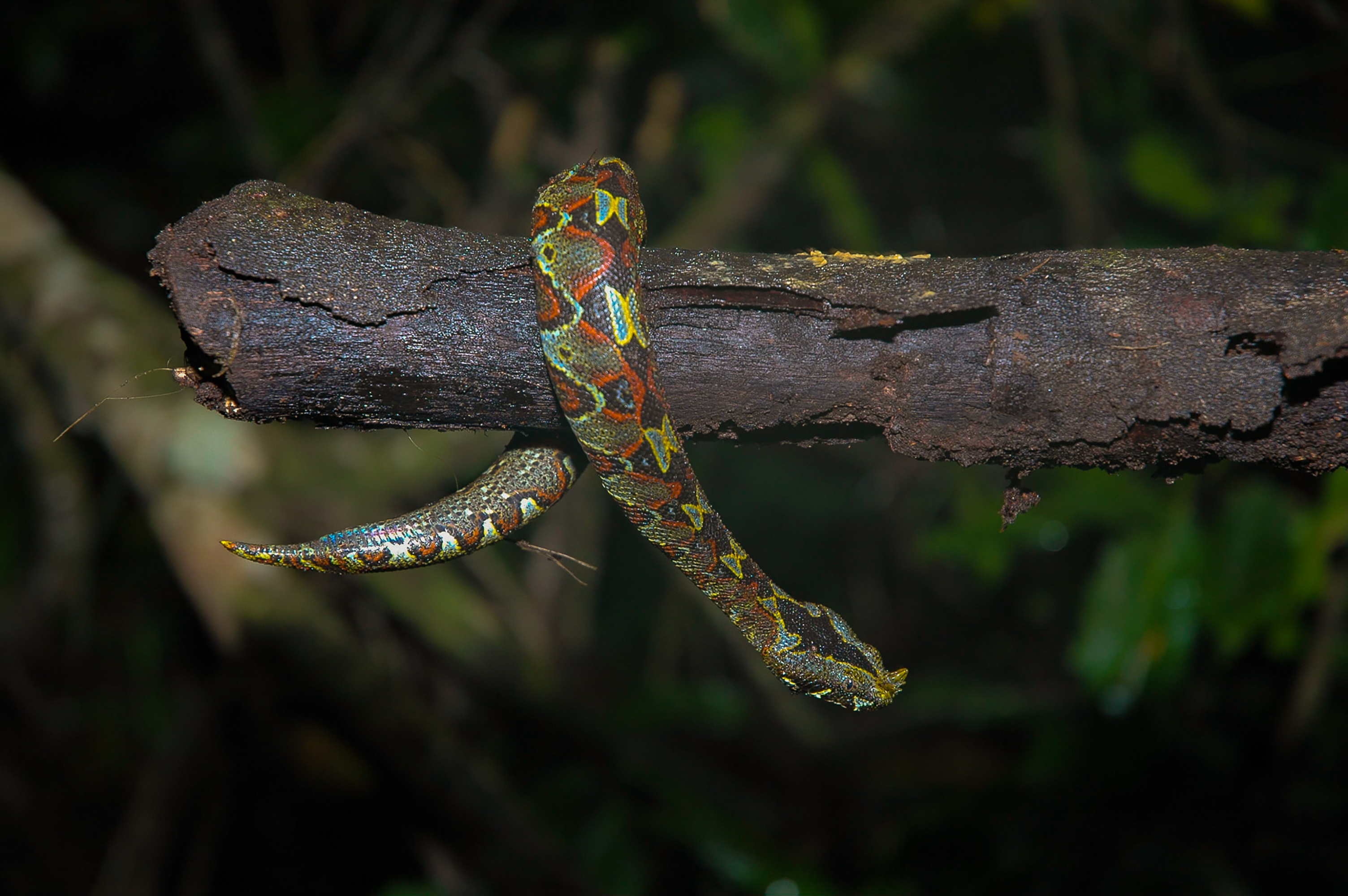 Kibale Forest