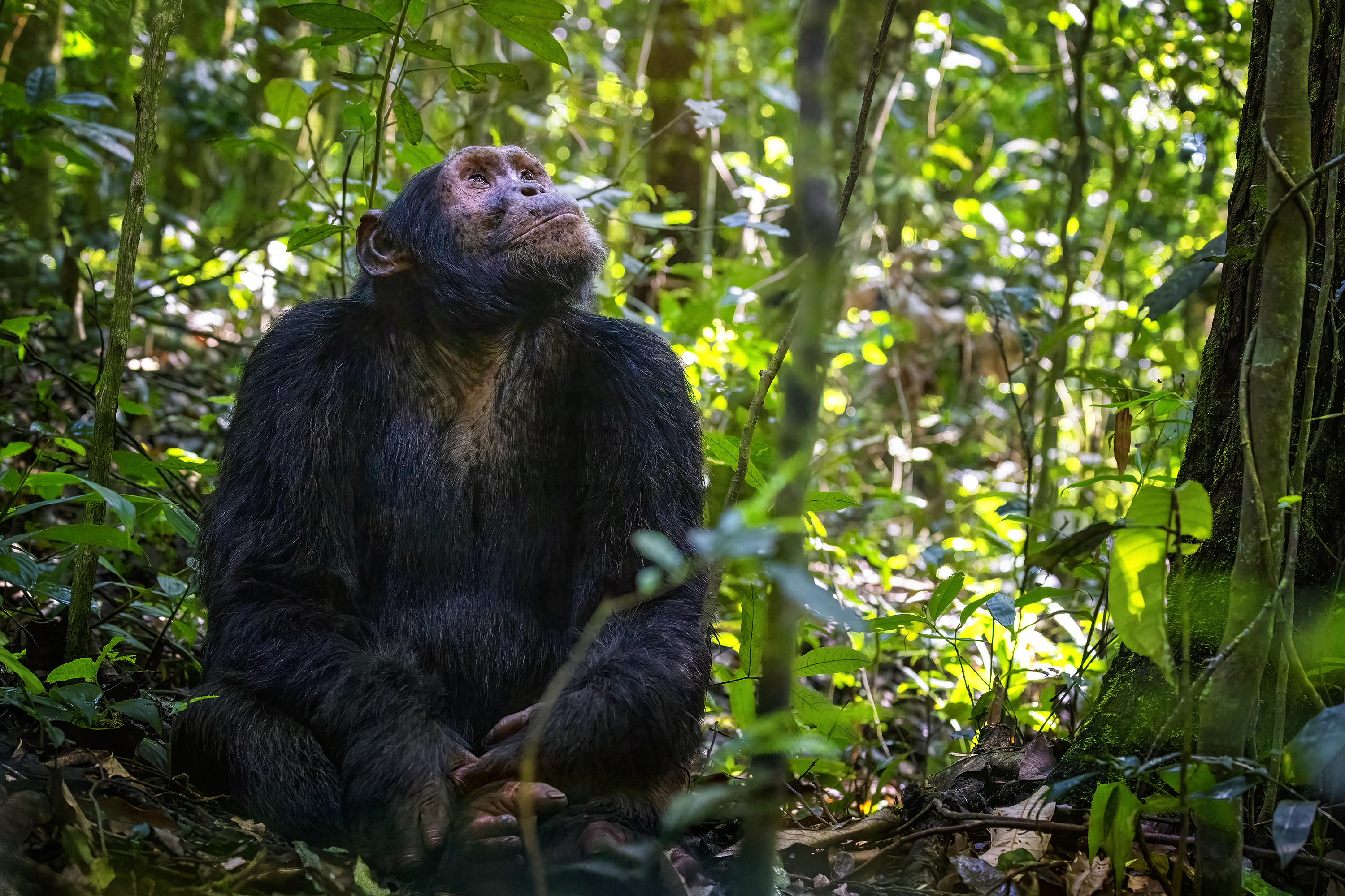 Kibale Forest
