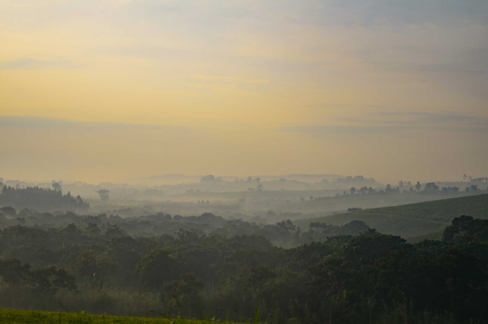 Kibale Forest