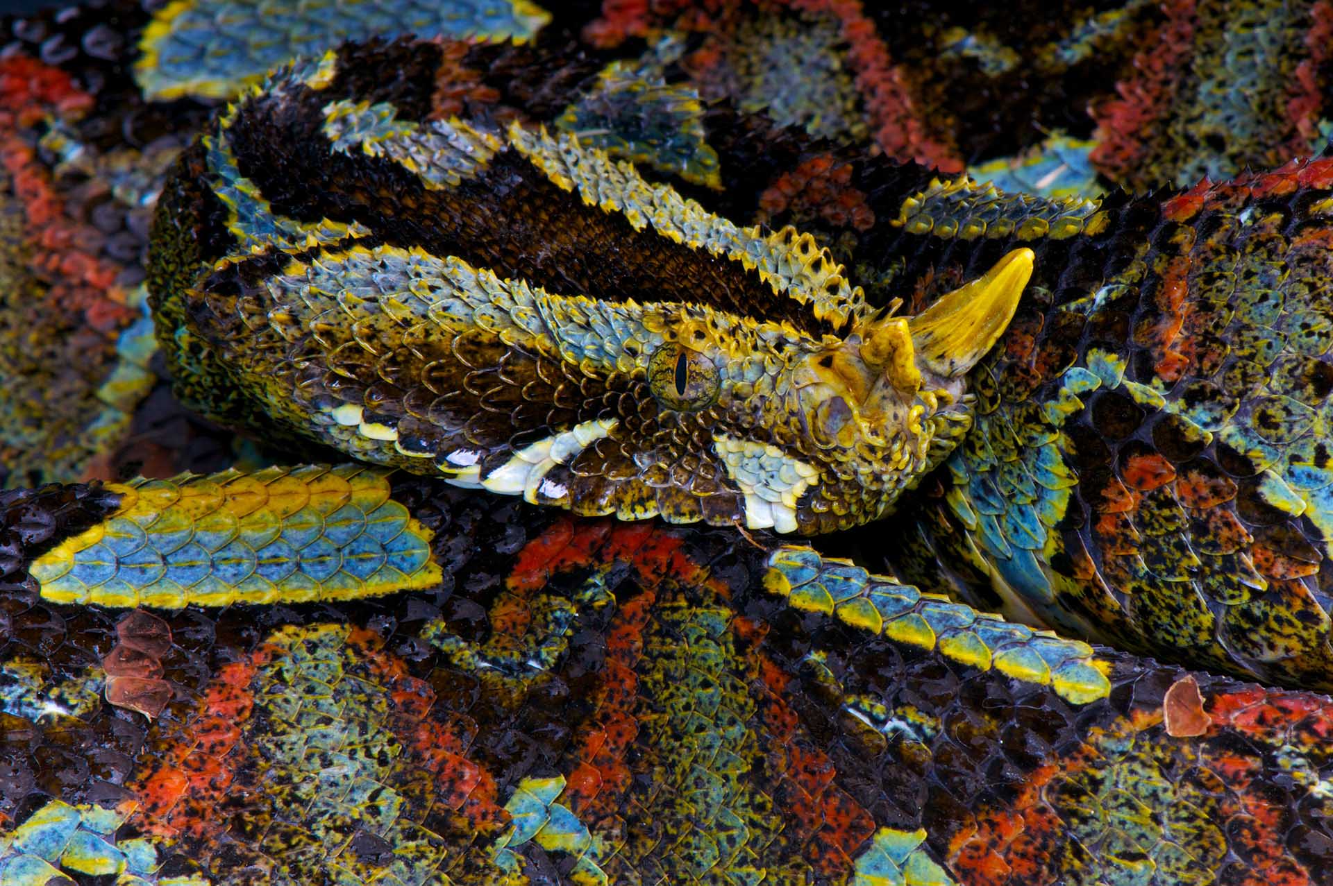 Kibale Forest