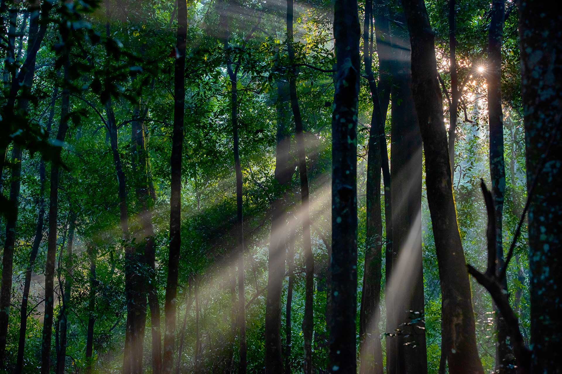Kibale Forest