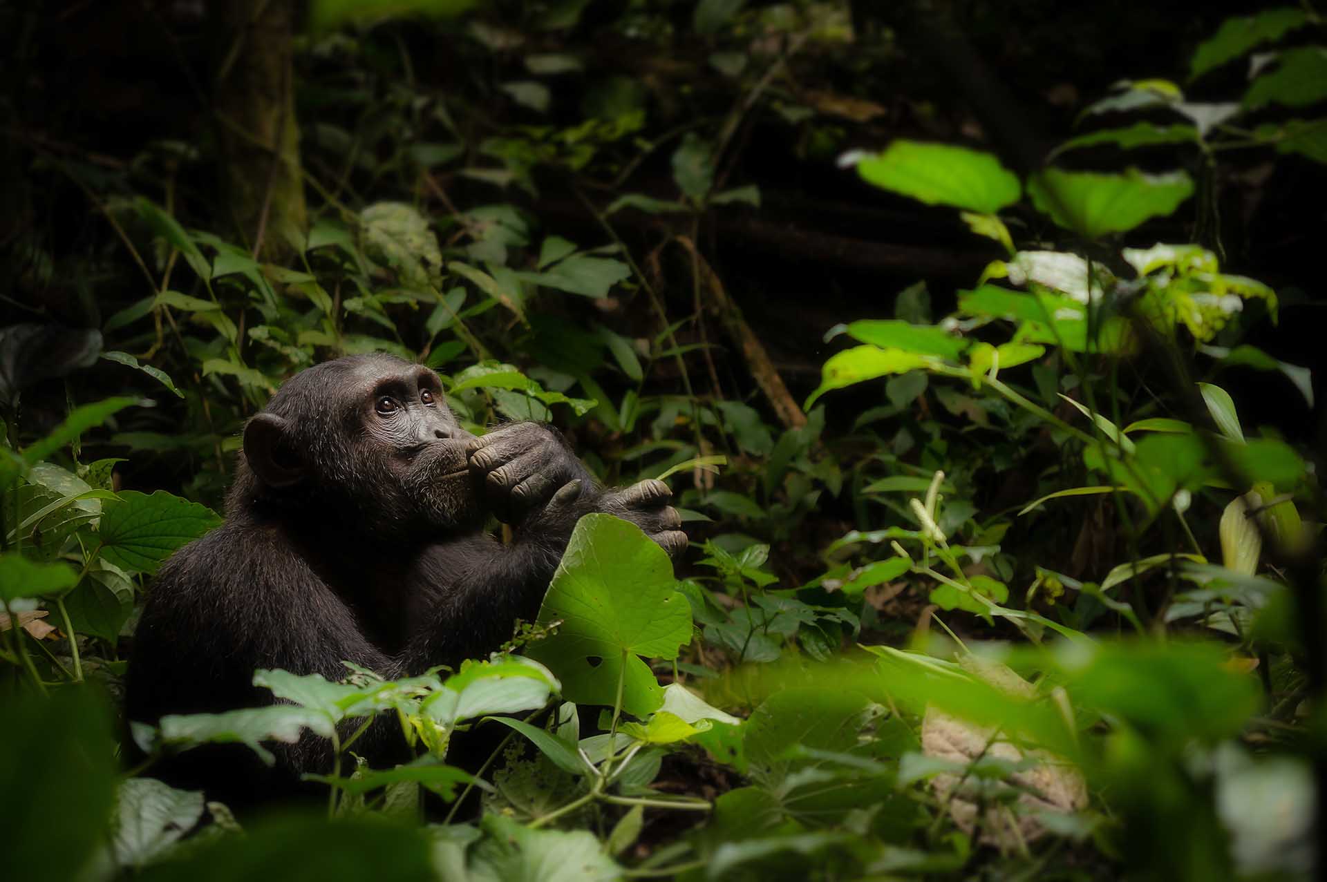 Kibale Forest