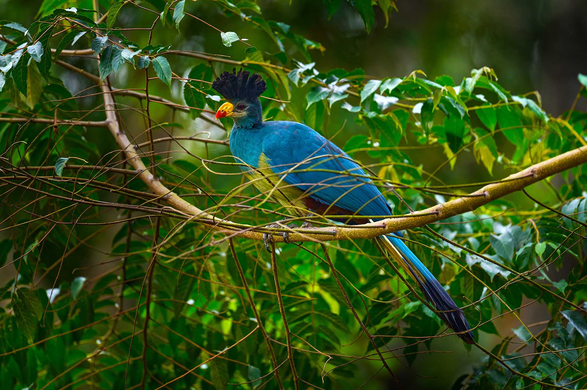 Kibale Forest