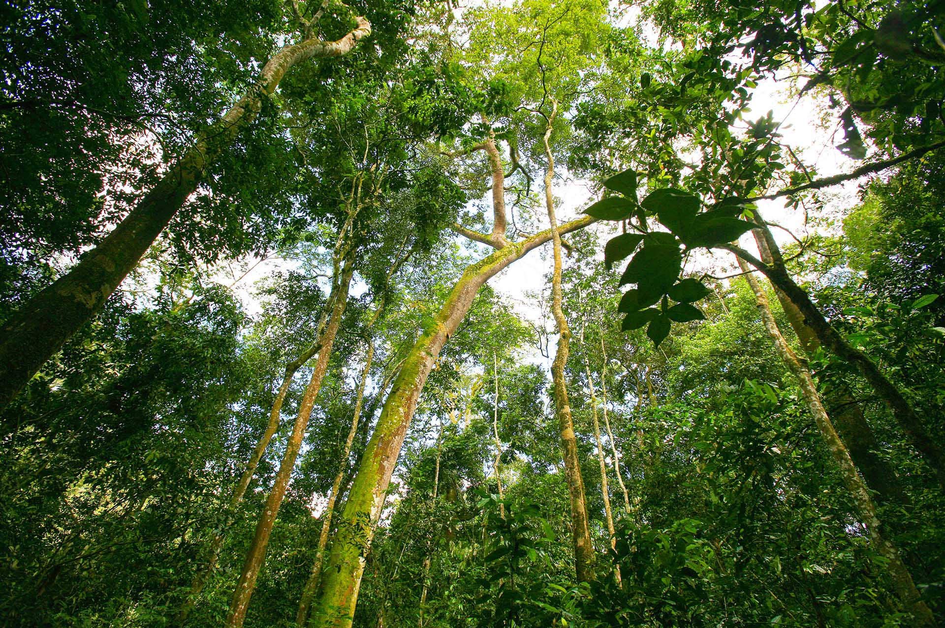 Kibale Forest
