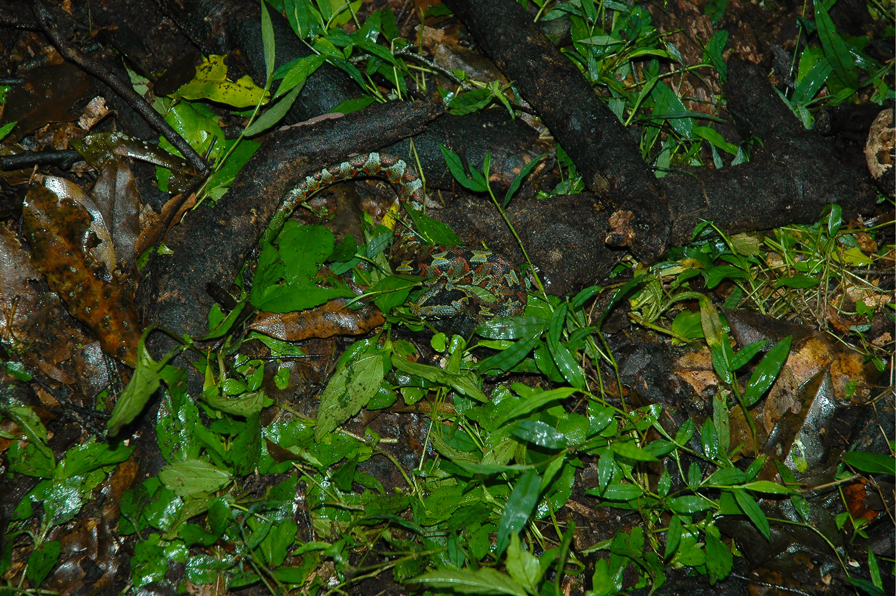 Kibale Forest