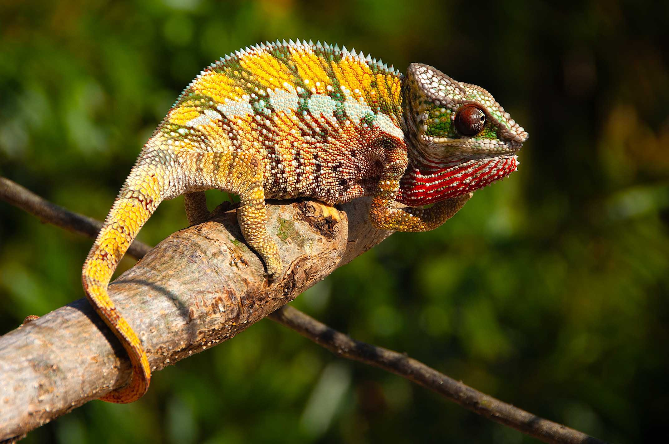 Furcifer pardalis from Lakandava (East Coast)