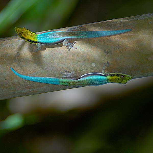 Chuckwalla (Sauromalus ater)