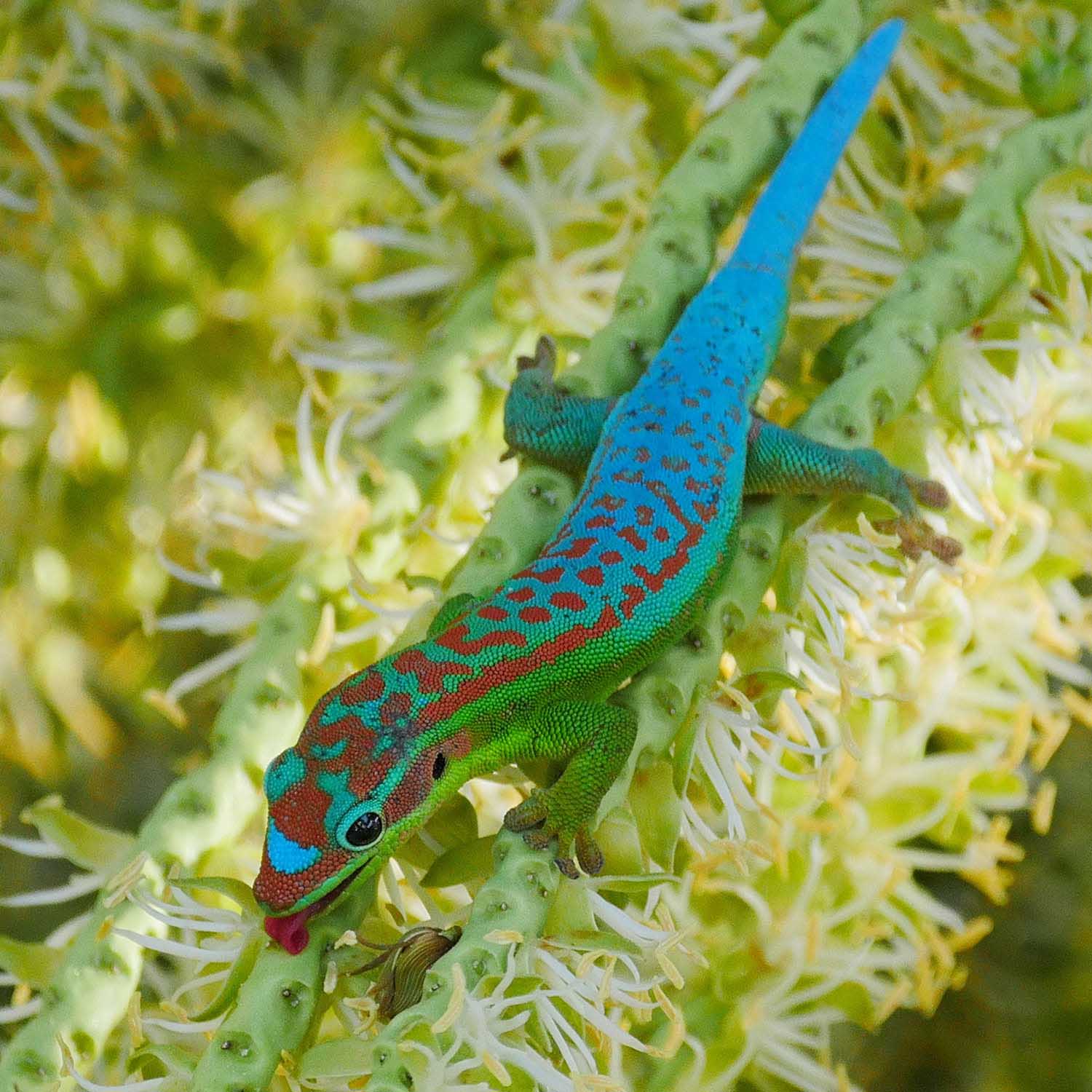 The Role of Visible Light in Reptile Biology