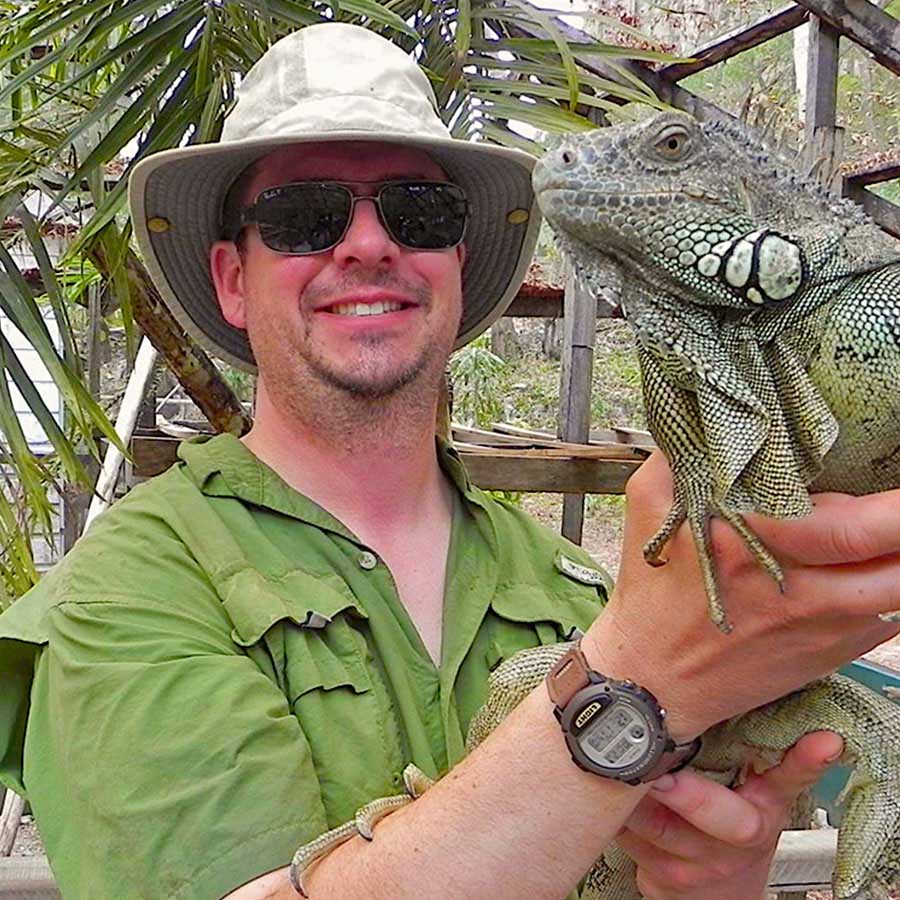 Chuckwalla (Sauromalus ater)