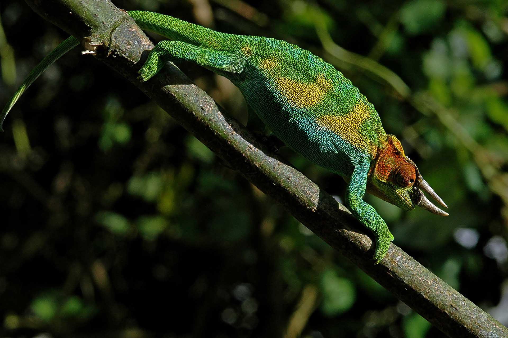 Rwenzori Mountains