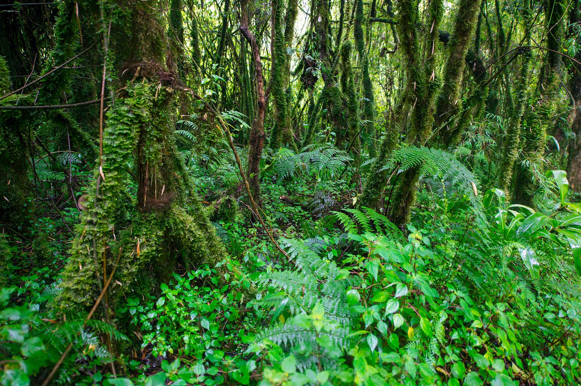 Rwenzori Mountains