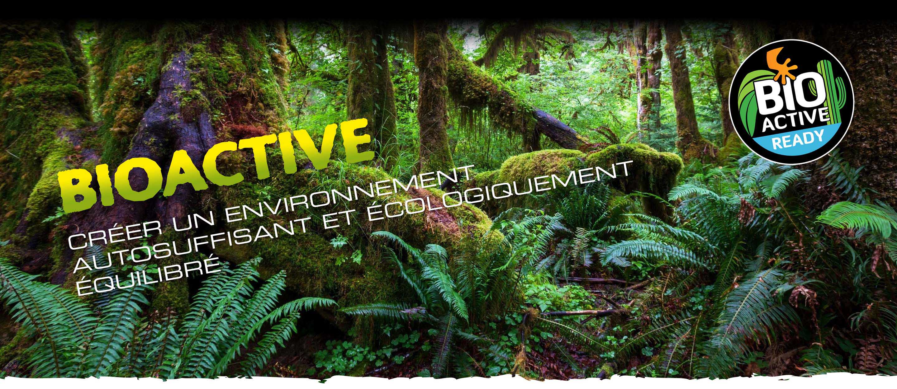 The bioactive terrarium
