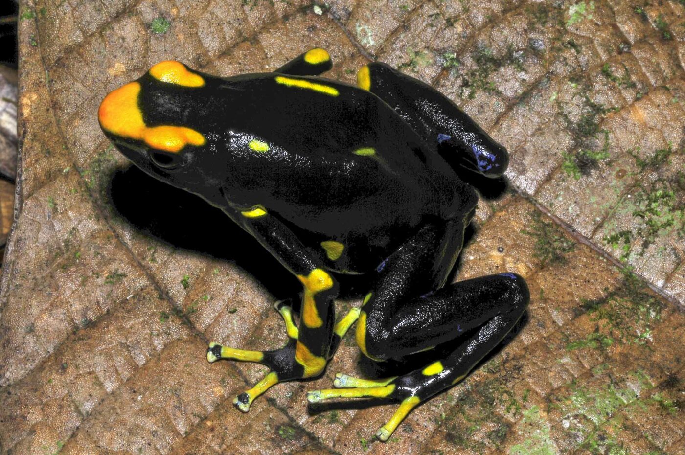 Dendrobates tinctorius