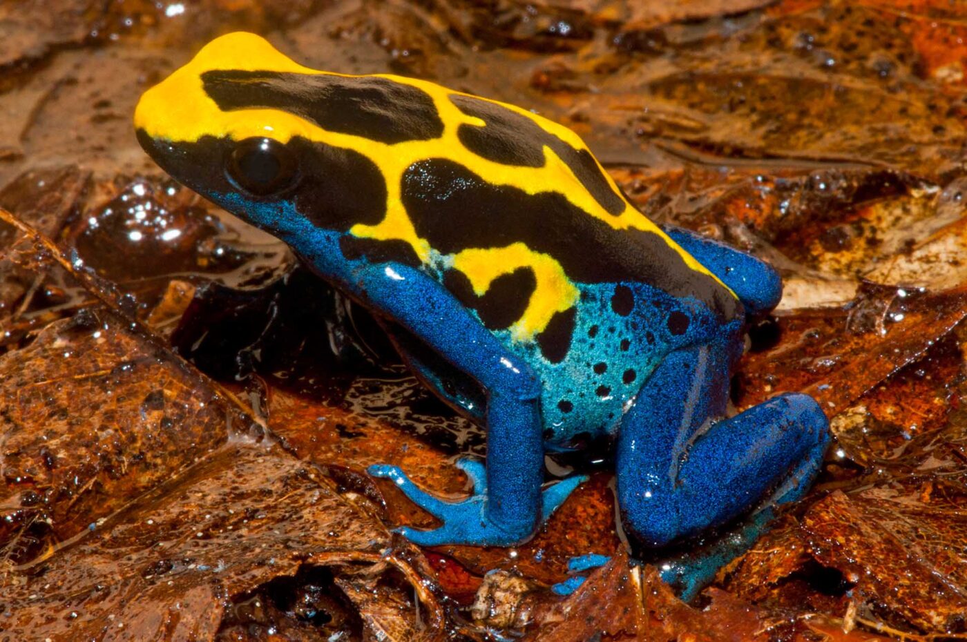 Dendrobates tinctorius