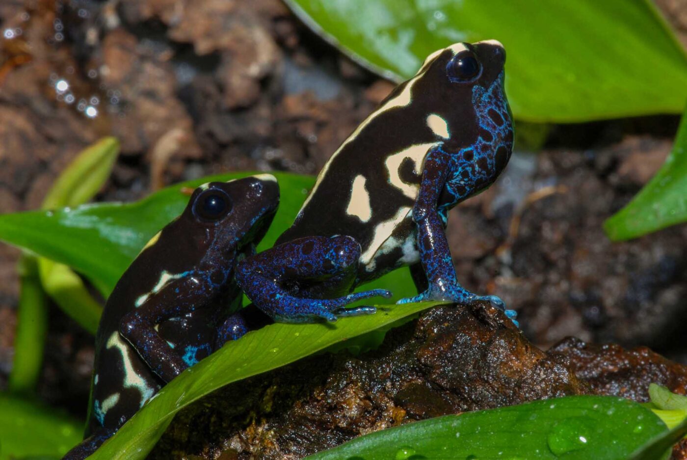 Dendrobates tinctorius