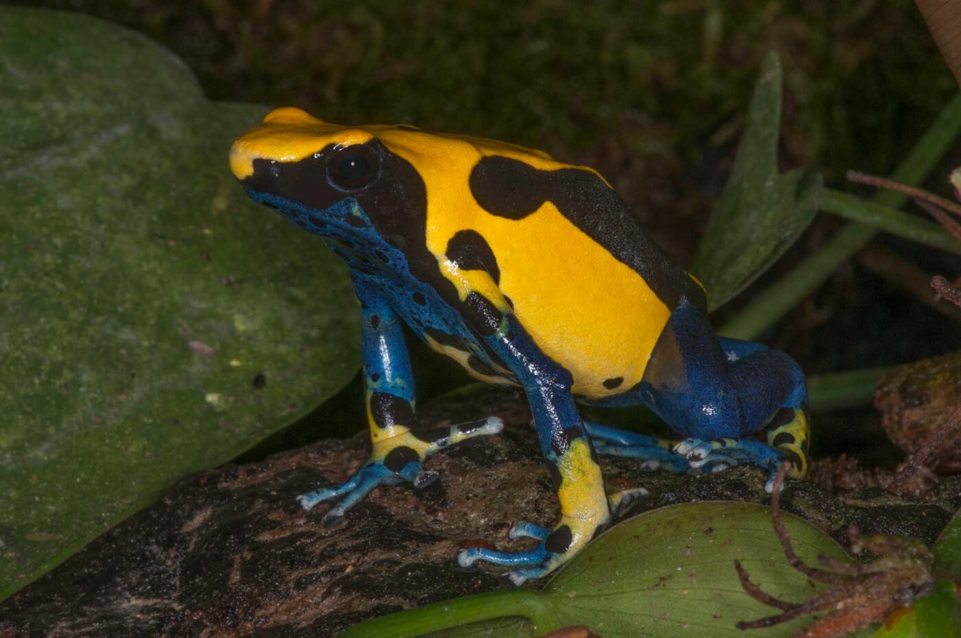 Dendrobates tinctorius