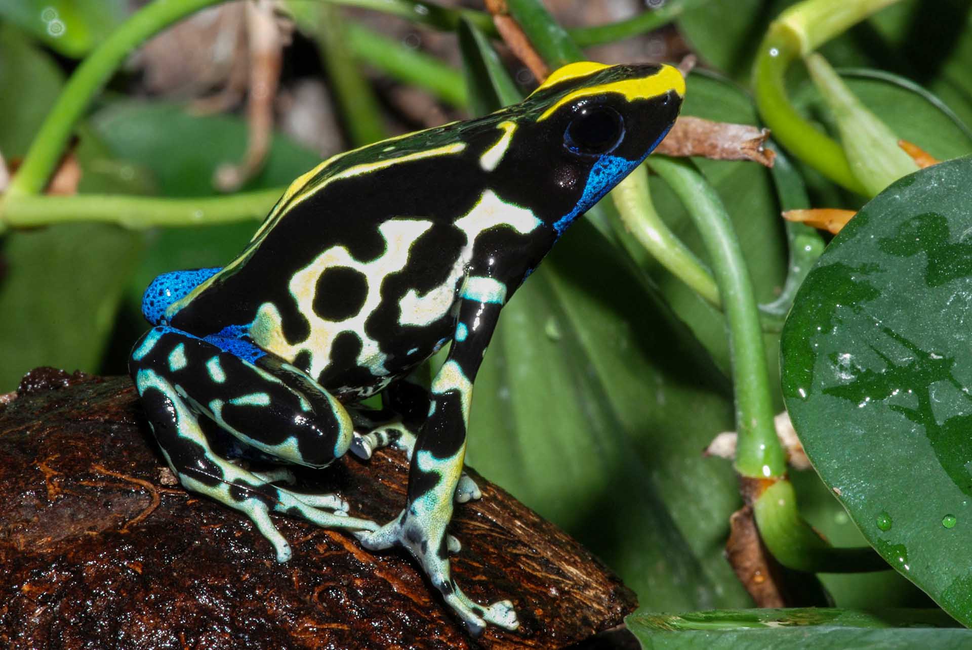Dendrobates tinctorius