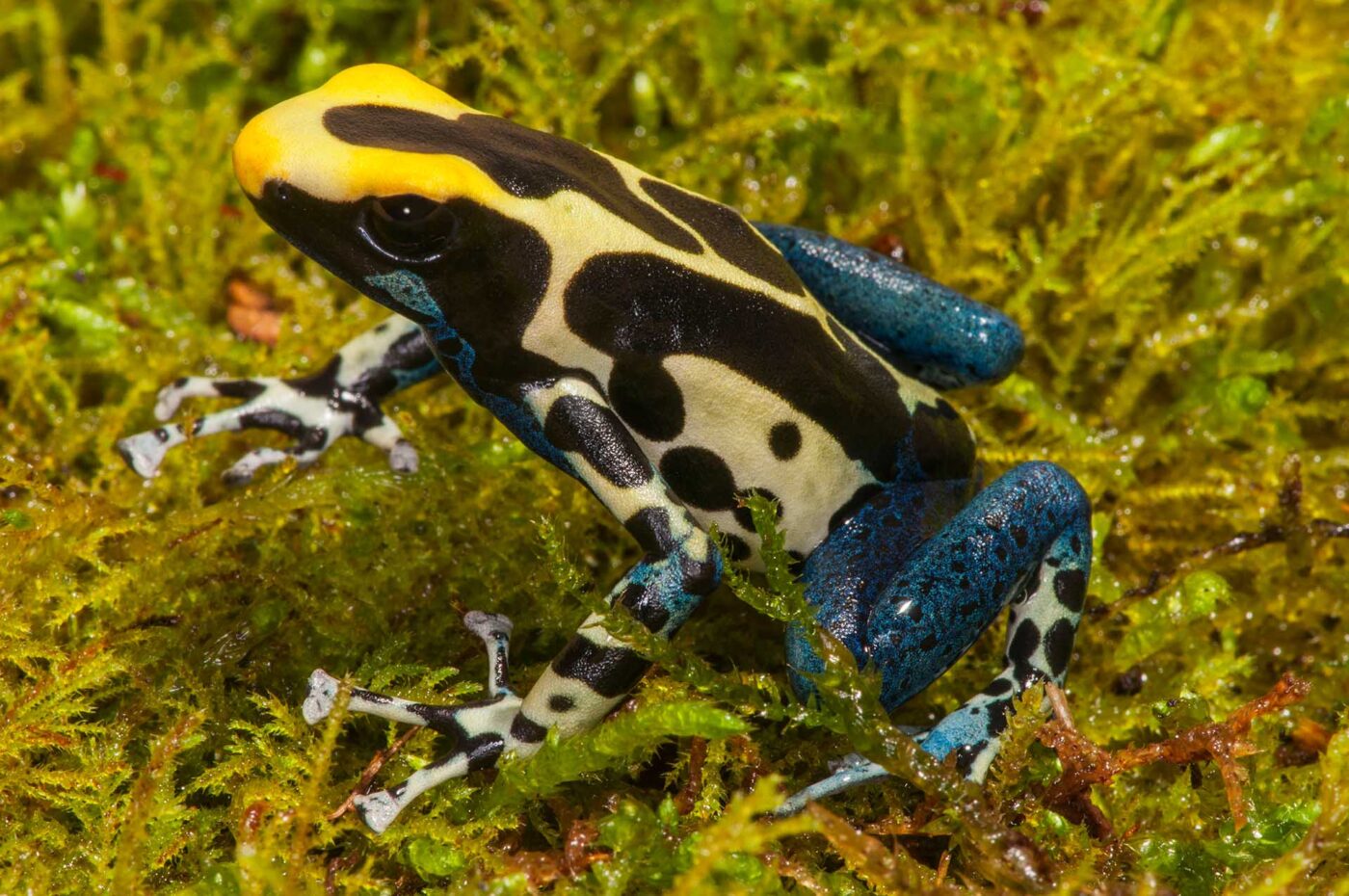 Dendrobates tinctorius
