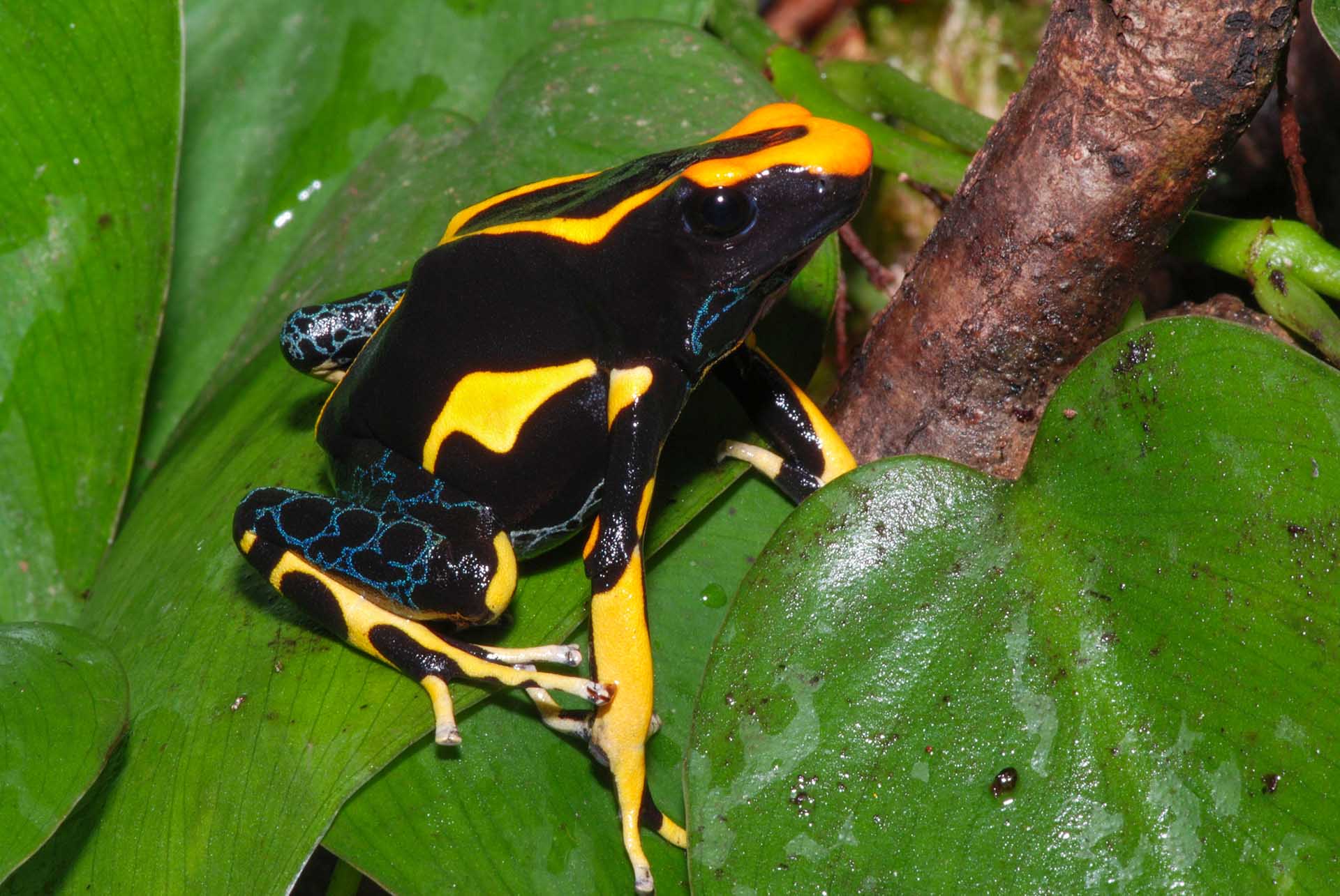 Dendrobates auratus