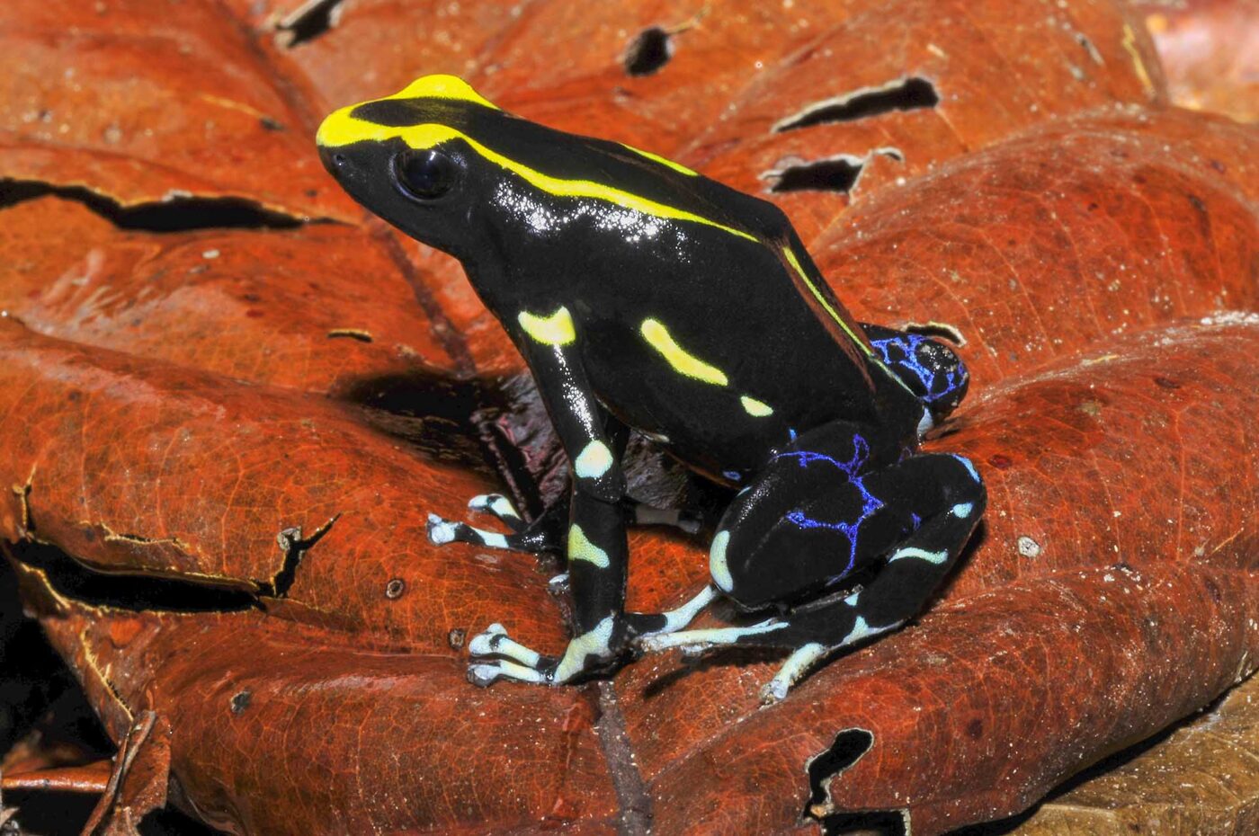 Dendrobates tinctorius
