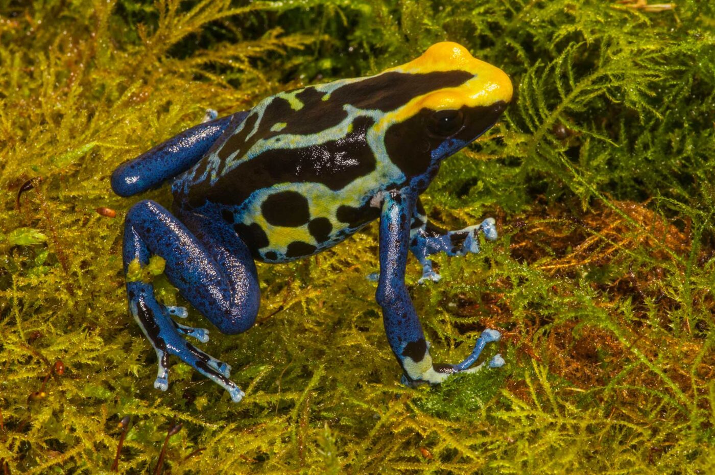 Dendrobates tinctorius