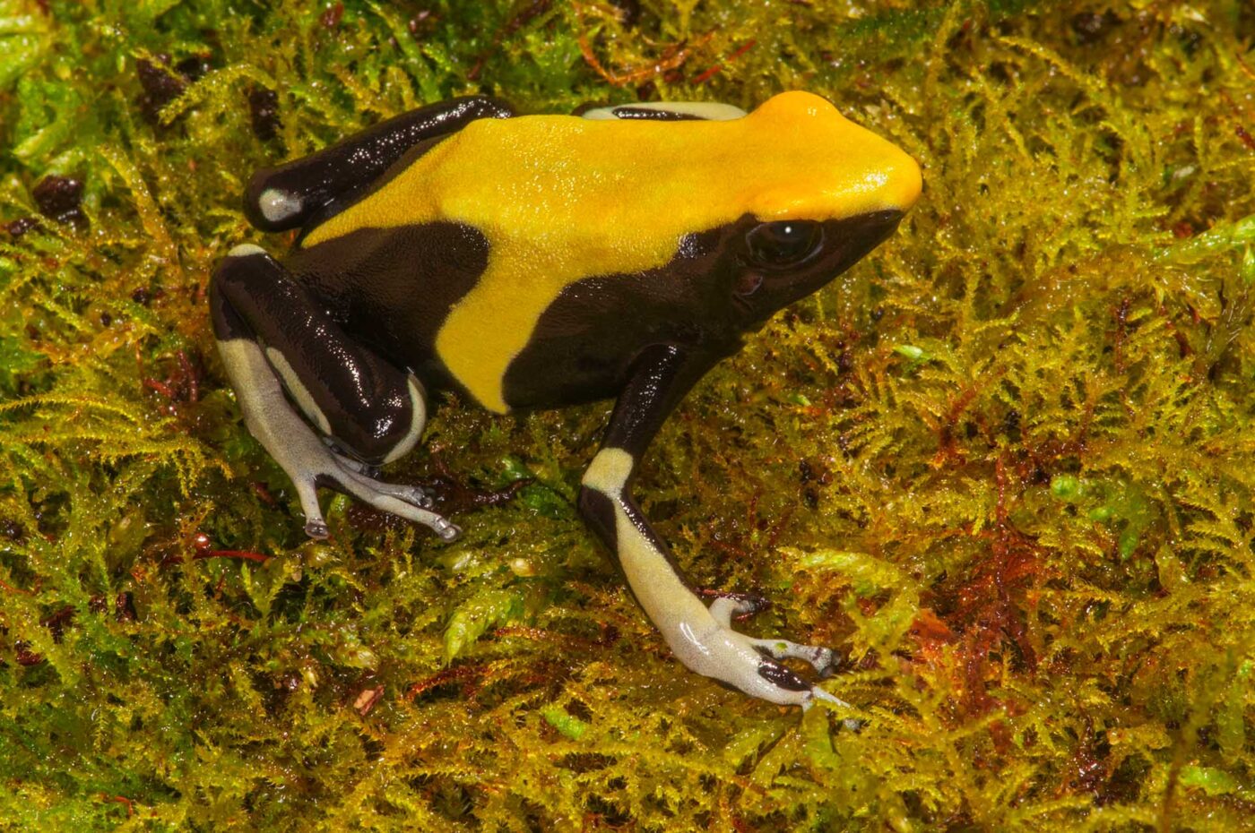 Dendrobates tinctorius