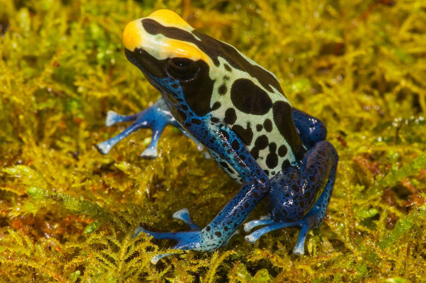 Dendrobates tinctorius