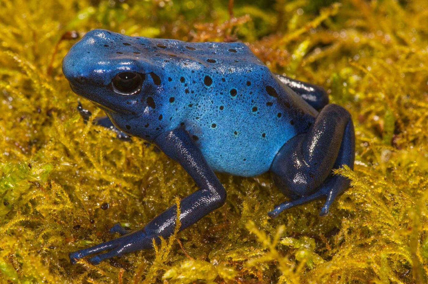 Dendrobates tinctorius