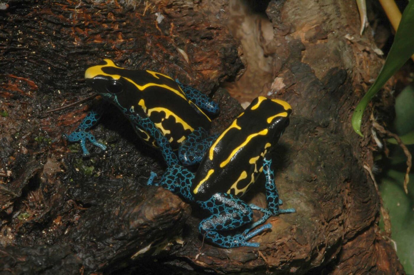 Dendrobates tinctorius