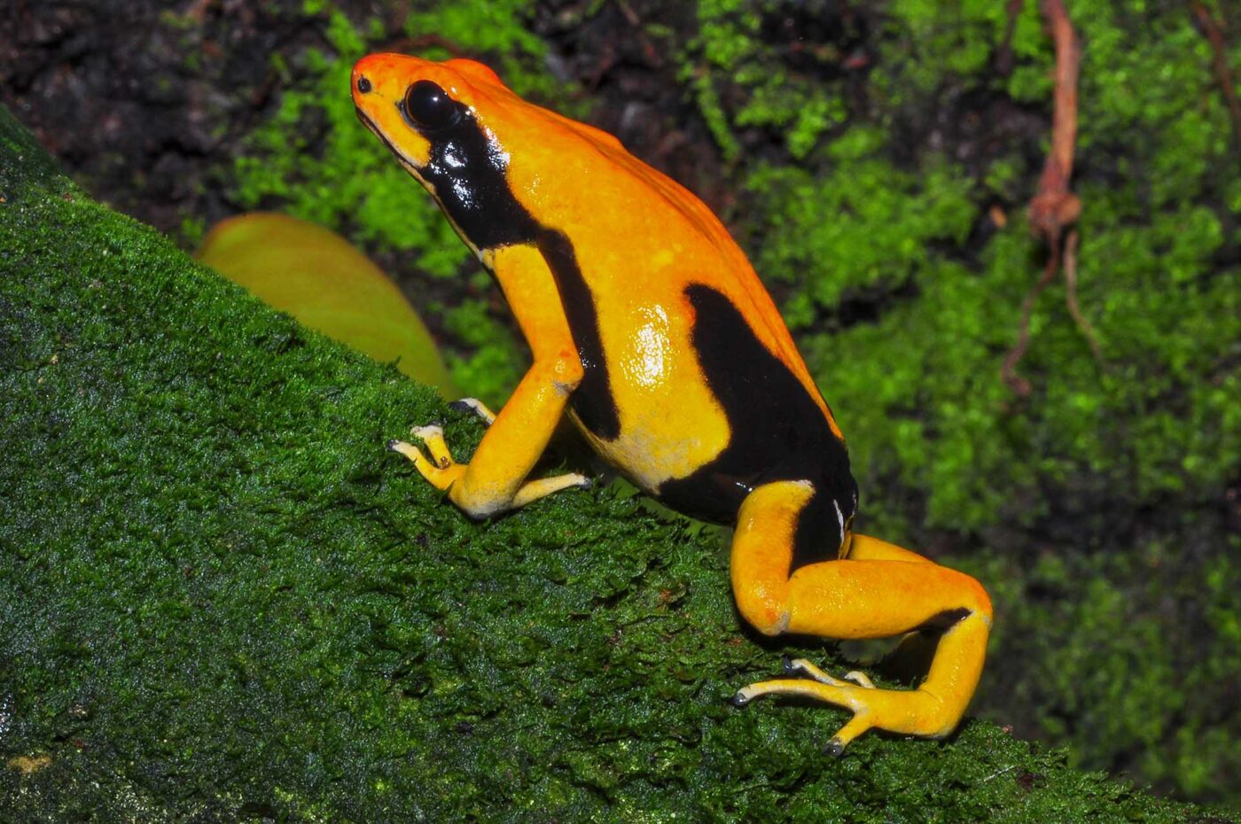 Dendrobates tinctorius