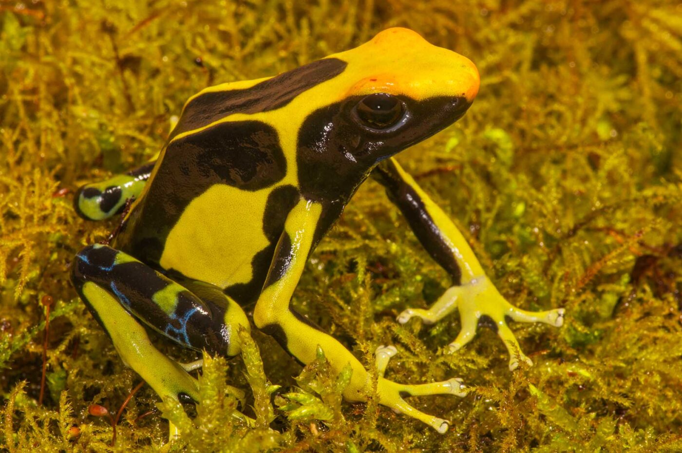 Dendrobates tinctorius