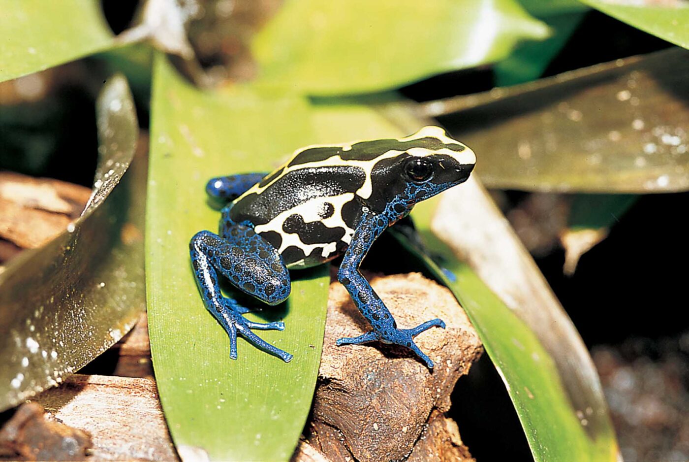 Dendrobates tinctorius