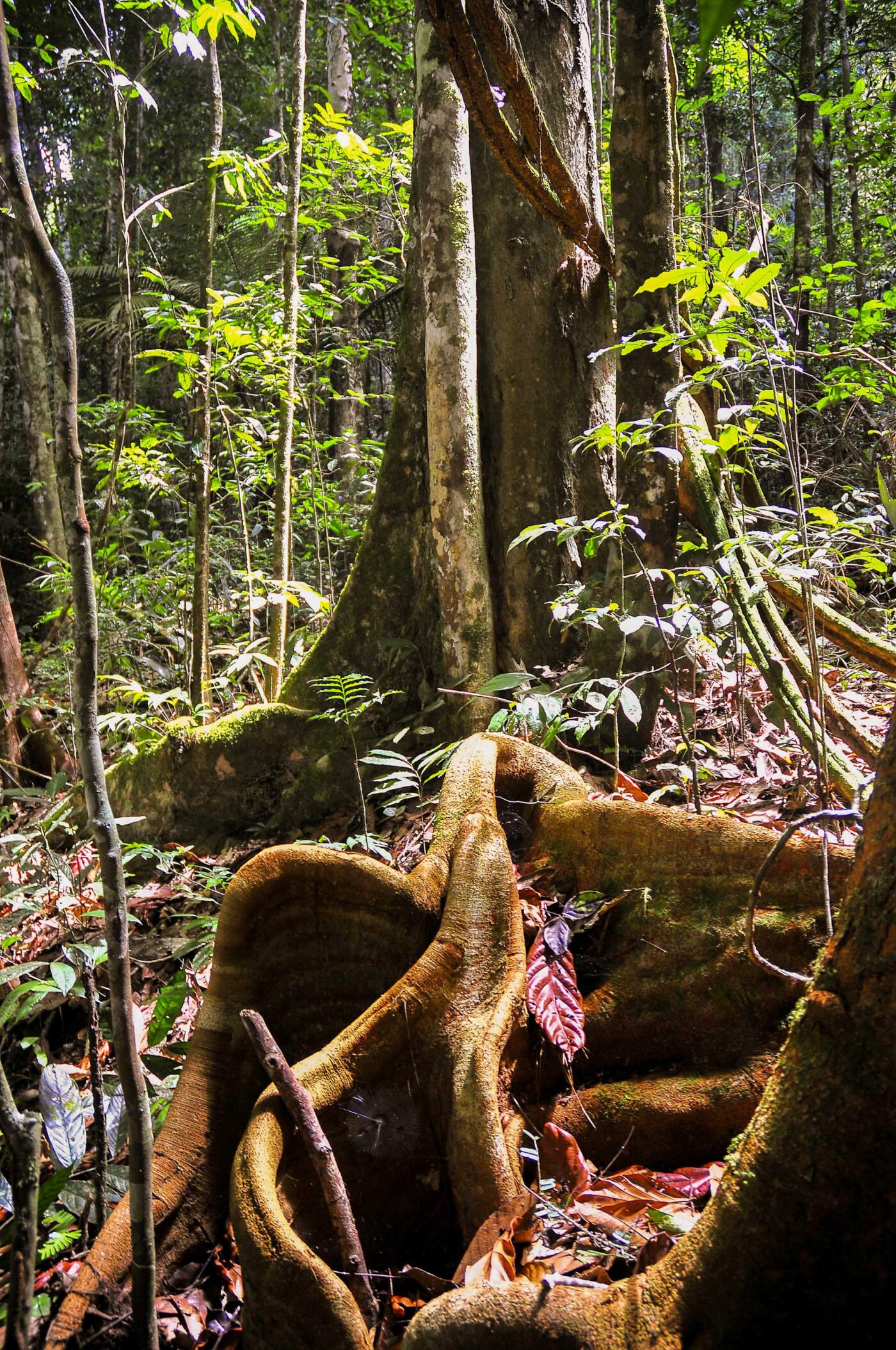 Dendrobates tinctorius habitat