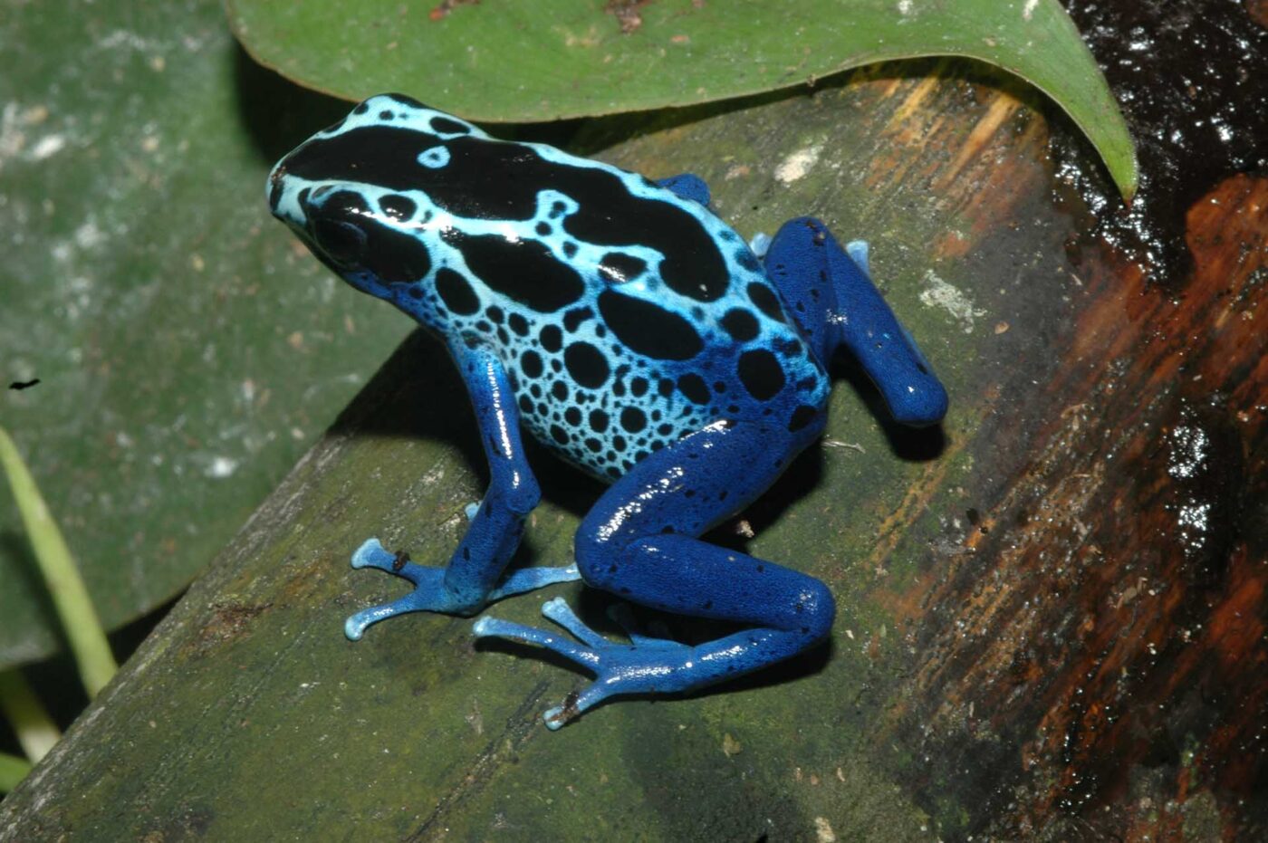 Dendrobates tinctorius