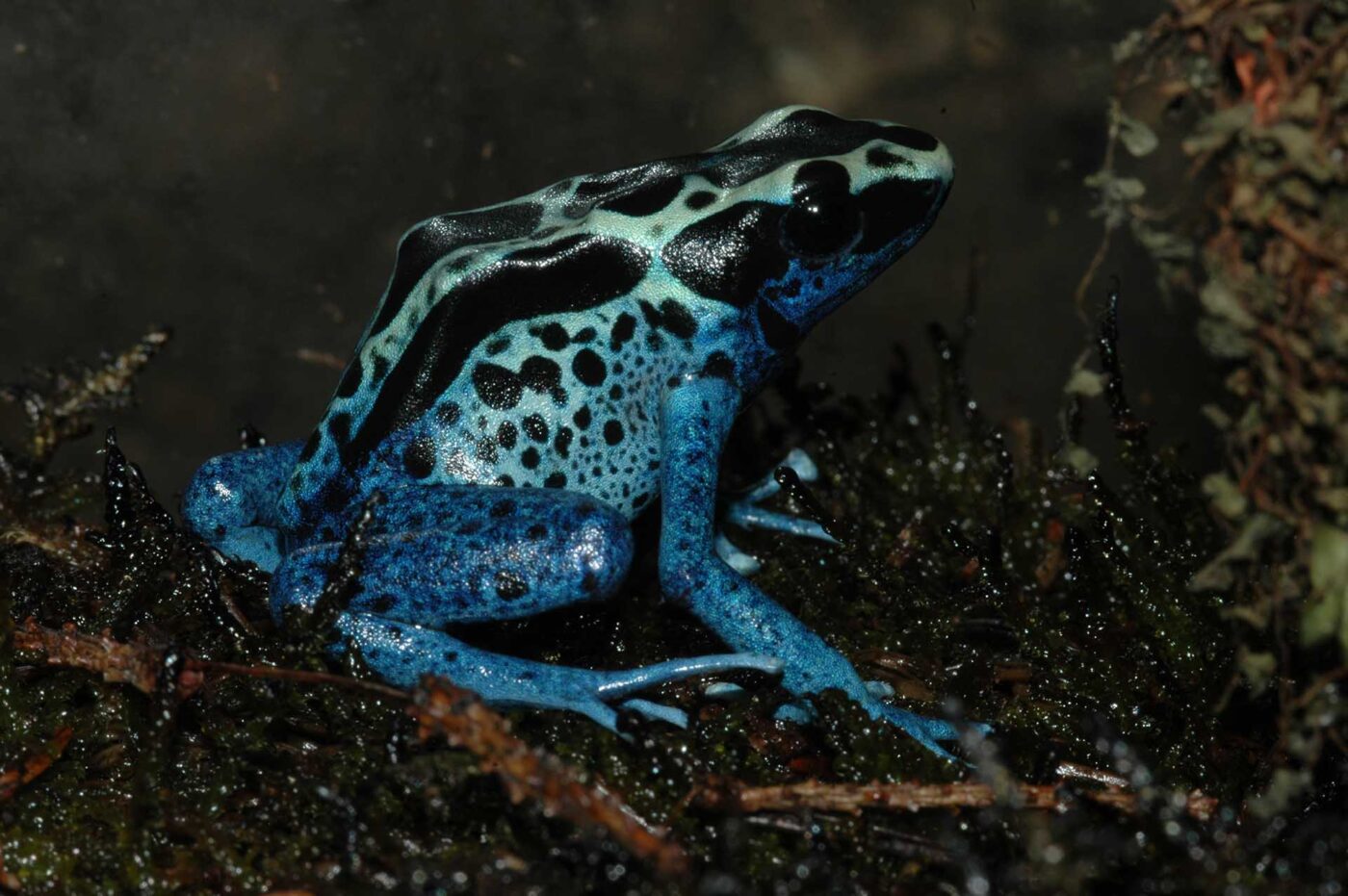 Dendrobates tinctorius