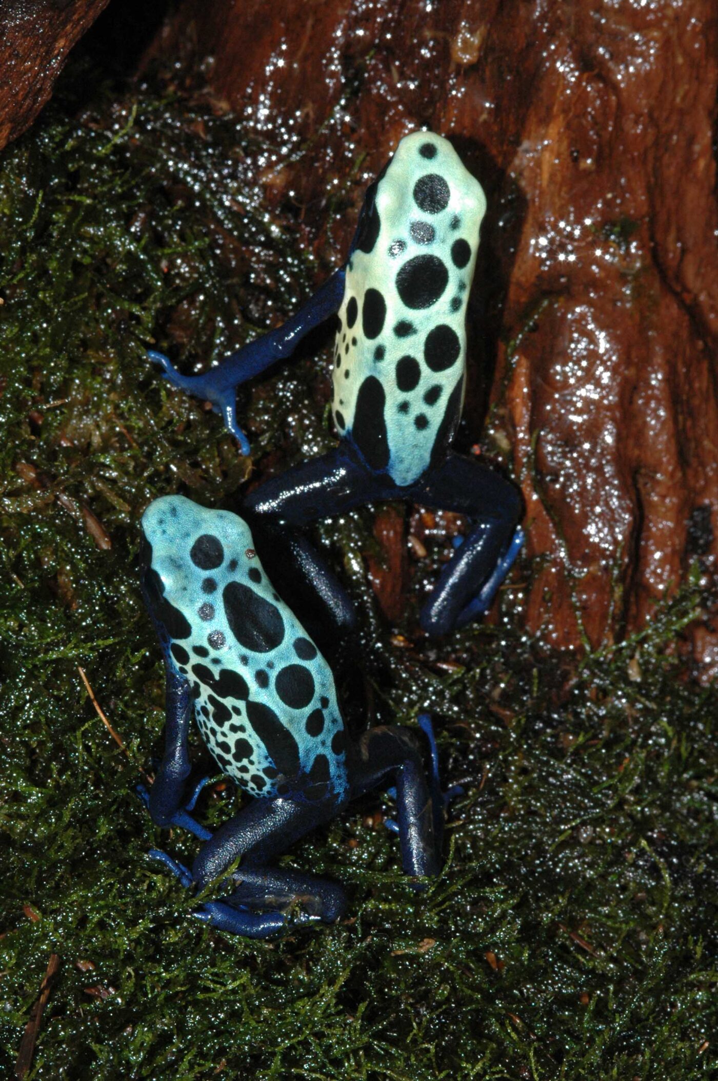 Dendrobates tinctorius